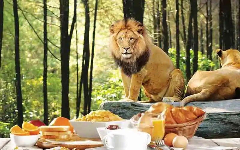breakfastwithlion packages